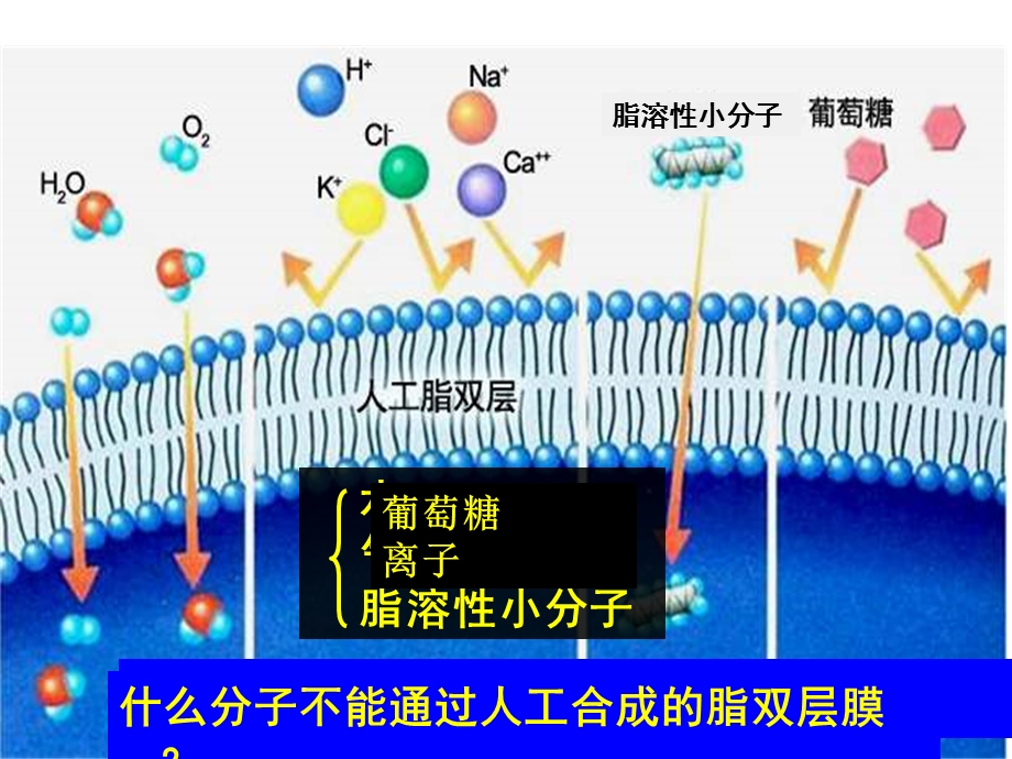 第四章第三节物质的跨膜运输的方式精品教育.ppt_第3页