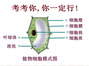 第四节细胞的生活精品教育.ppt