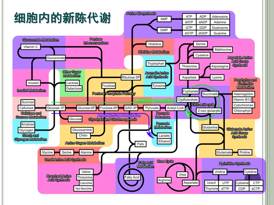 第四章第1节ATP141030精品教育.ppt_第1页