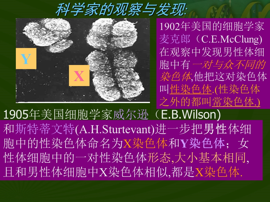 第四节人的性别遗传教学课件精品教育.ppt_第2页