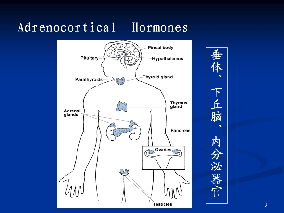 肾上腺皮质激素类药物AdrenocorticalHormones.ppt_第3页