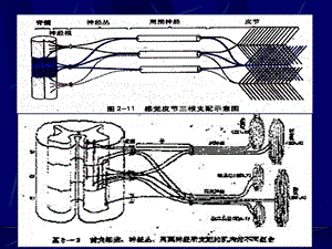 神经系统损害的定位诊断.ppt