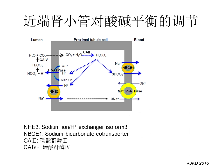 肾小管酸中毒的诊断.ppt_第3页