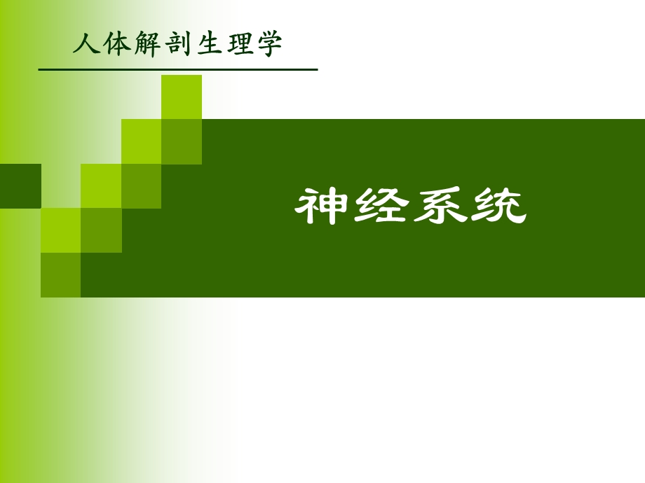 神经系统.ppt_第1页