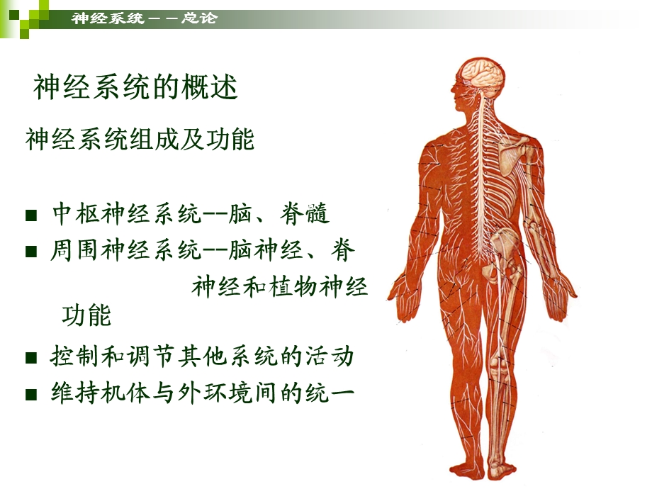 神经系统.ppt_第2页