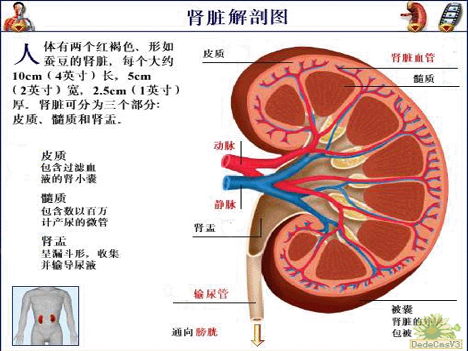 肾输尿管结石.ppt_第2页