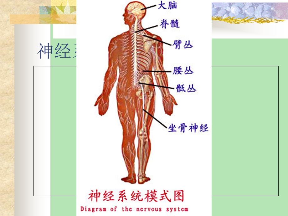 神经系统解剖学.ppt_第2页