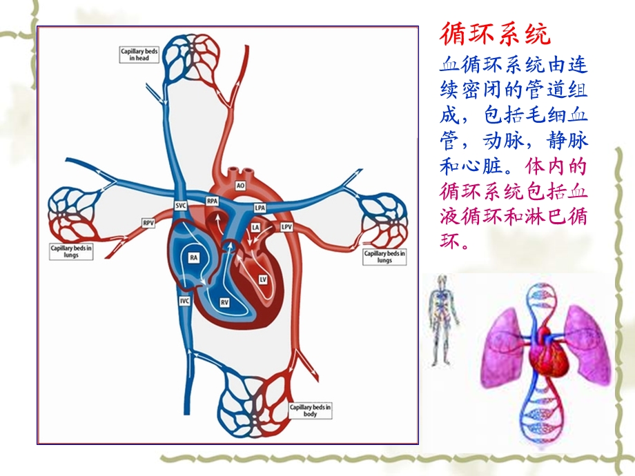 身体素质与健康教育第六章.ppt_第3页