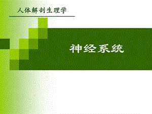 神经系统的活动.ppt