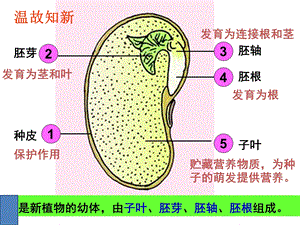 课件第一节种子的萌发精品教育.ppt