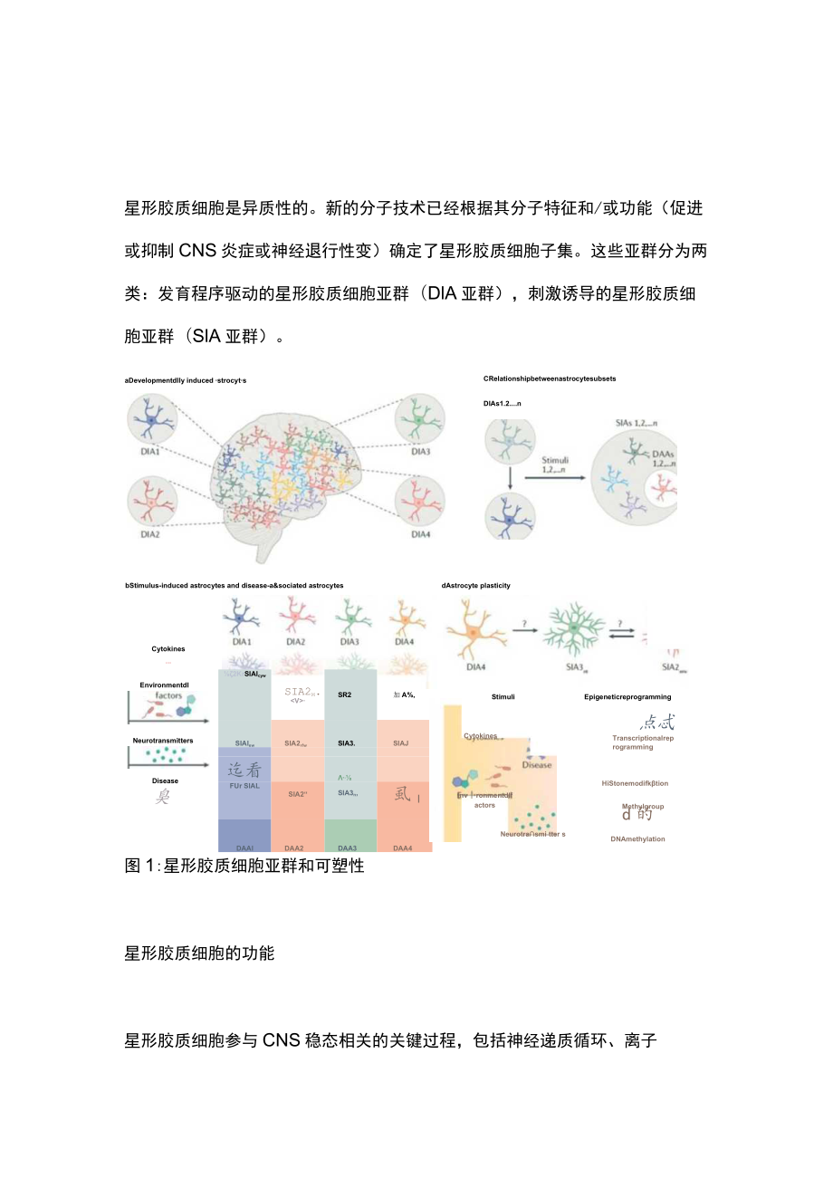 星形胶质细胞在神经系统疾病中的作用及治疗（全文）.docx_第2页