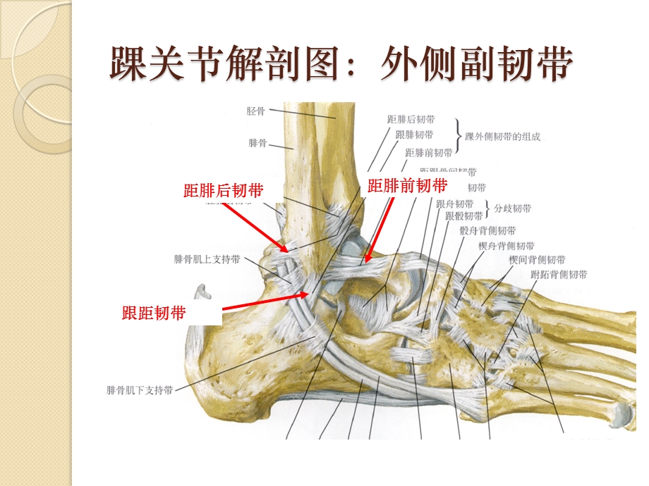 踝关节骨折分型.pptx_第2页