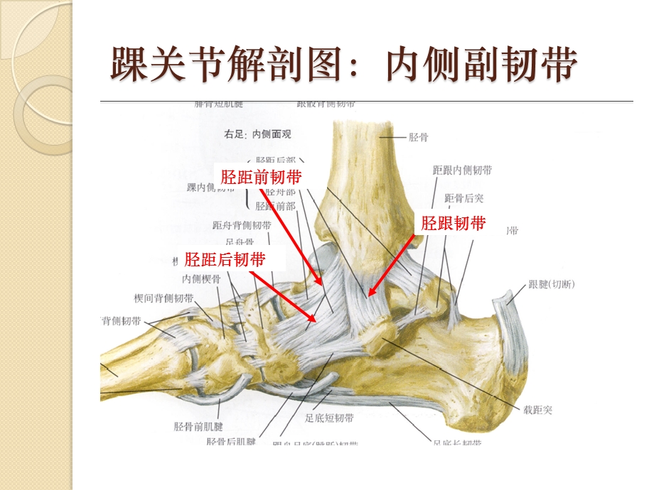 踝关节骨折分型.pptx_第3页