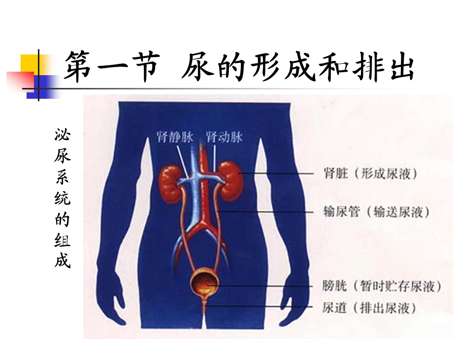 第一节尿的形成与排除精品教育.ppt_第3页