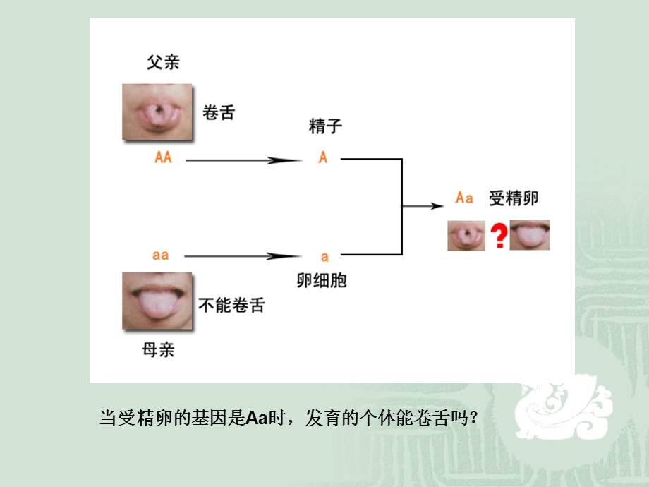 第三节基因的显性和隐性精品教育.ppt_第2页