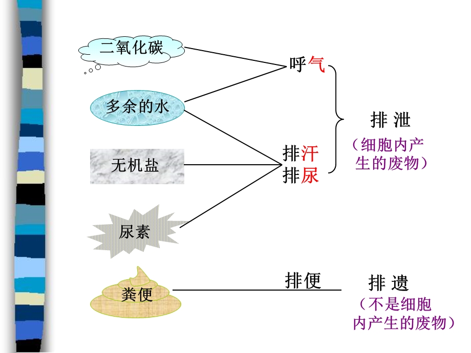 第一节尿的形成和排出精品教育.ppt_第2页