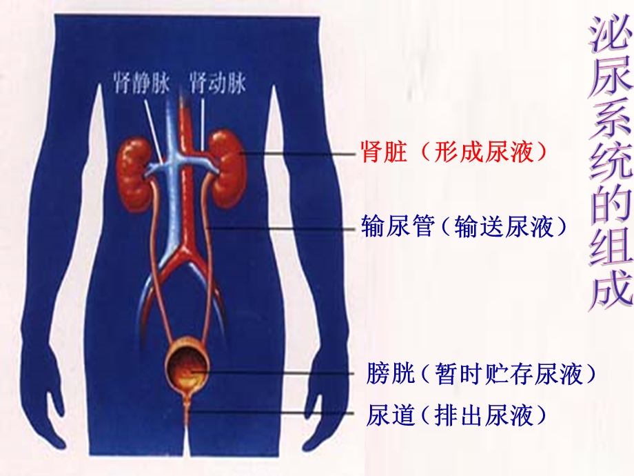 第一节尿的形成和排出精品教育.ppt_第3页