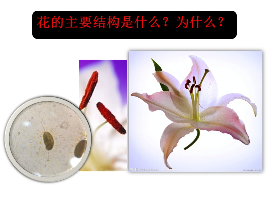 第一节绿色开花植物的有性生殖end精品教育.ppt_第2页