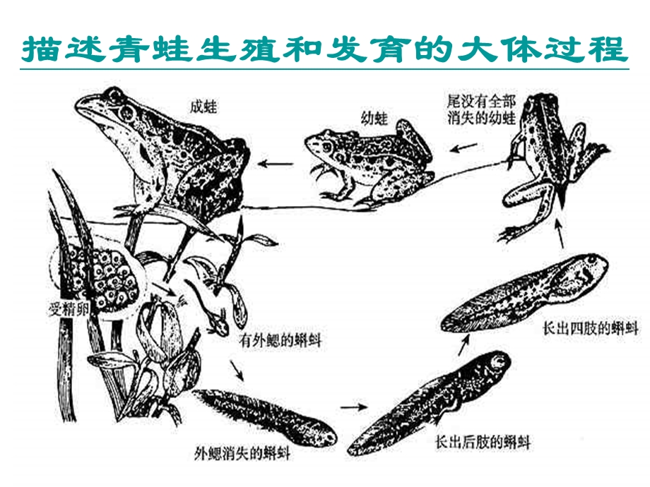 第三节两栖动物的生殖和发育课件精品教育.ppt_第2页