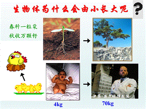 第一节细胞通过分裂产生新细胞2精品教育.ppt