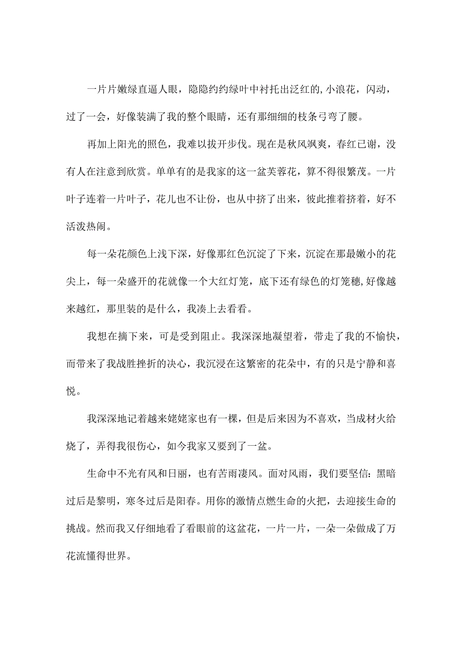 芙蓉花作文400字4篇.docx_第3页