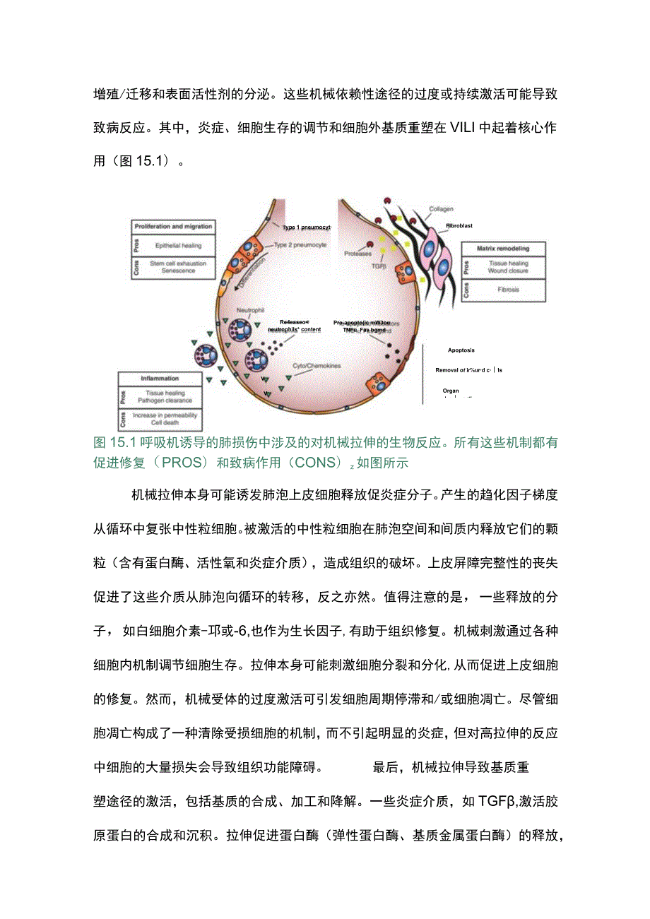 2023呼吸机导致的肺损伤和肺保护性通气.docx_第2页