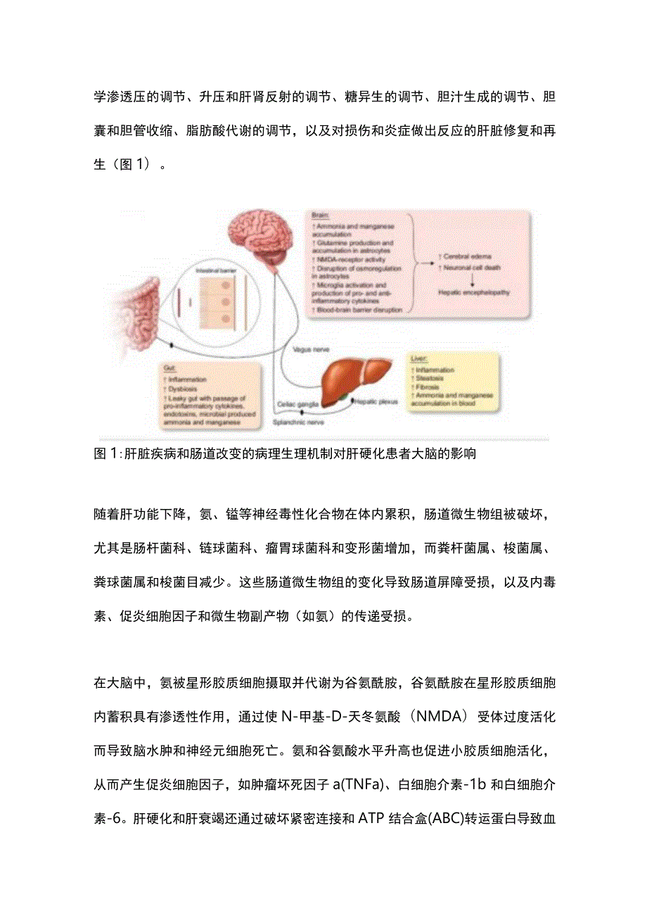 2023肝硬化患者的肠-肝-脑轴异常变化及临床对策.docx_第2页