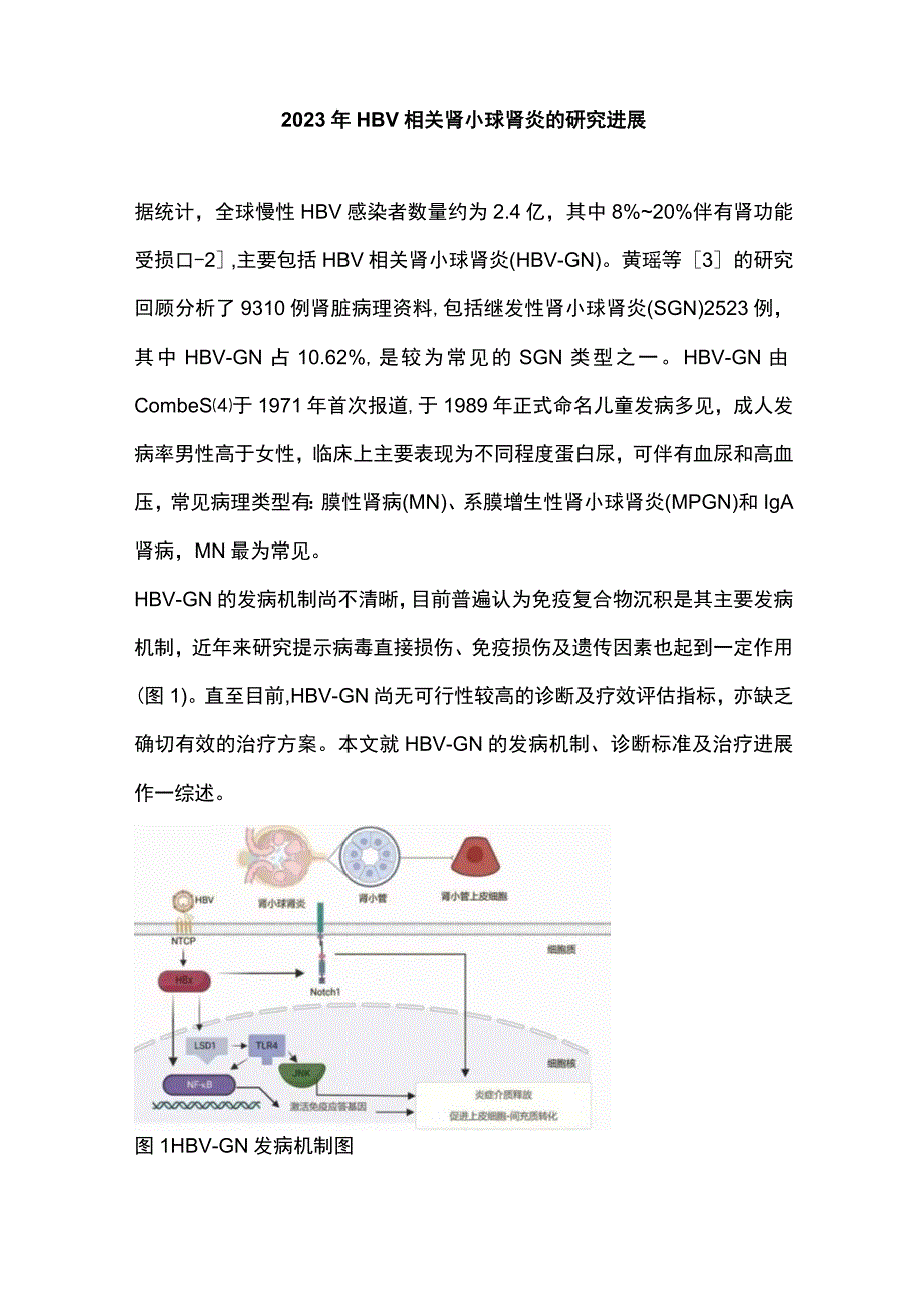 2023年HBV相关肾小球肾炎的研究进展.docx_第1页