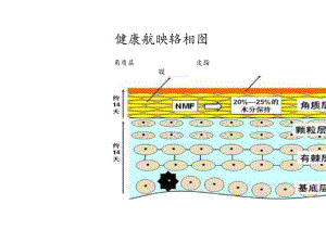 医美皮肤美容皮肤结构图.docx