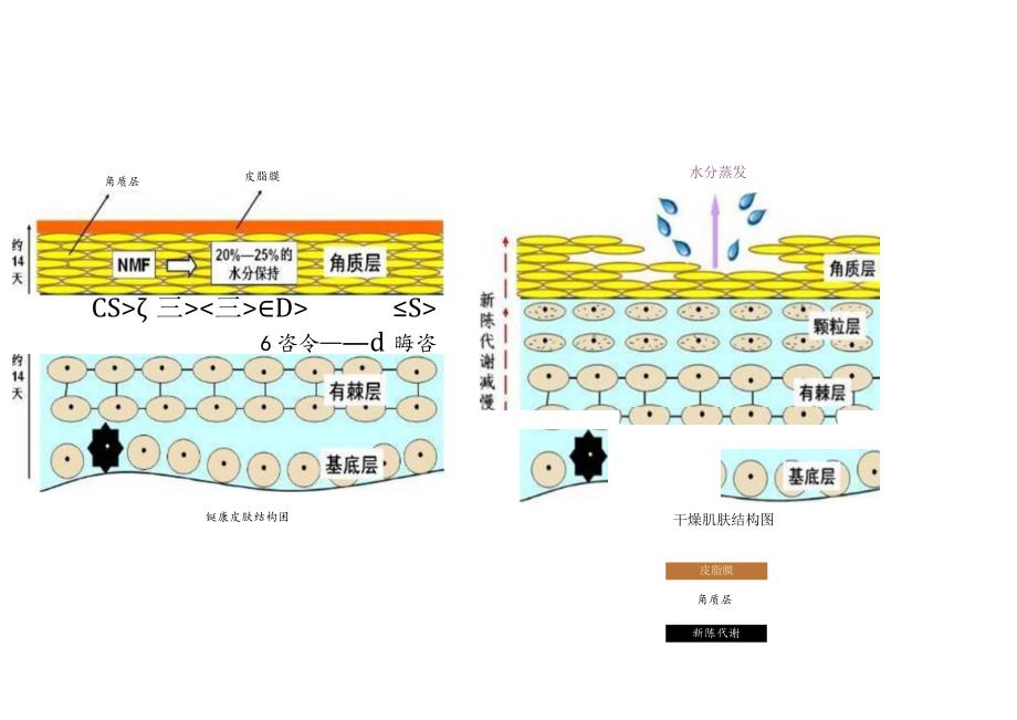 医美皮肤美容皮肤结构图.docx_第3页