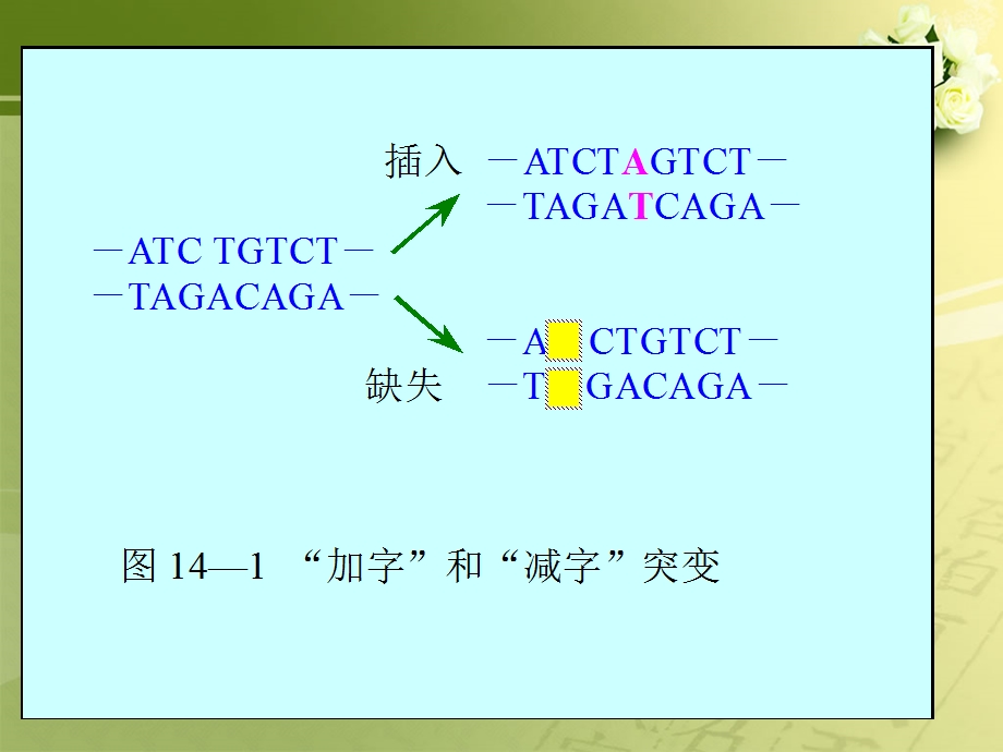 遗传密码和遗传信息的翻译系统.ppt_第3页