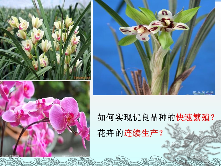 选修1菊花的组织培养.ppt_第1页