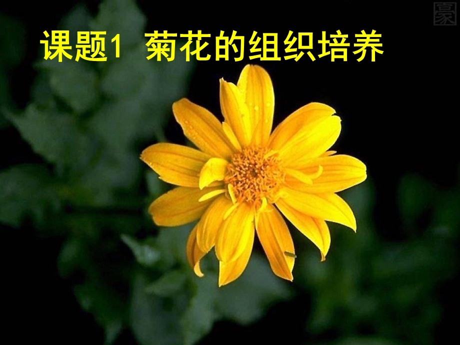 选修1菊花的组织培养.ppt_第2页