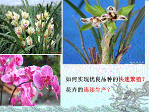 选修1菊花的组织培养.ppt