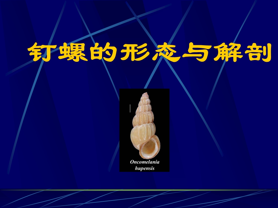 钉螺的形态与解剖.ppt_第1页