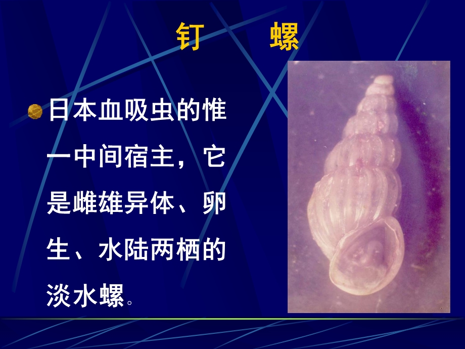 钉螺的形态与解剖.ppt_第2页