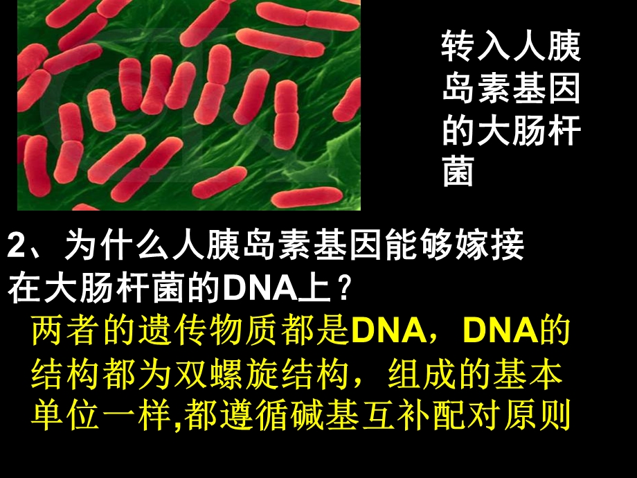 选修3专题111DNA重组技术的基本工具.ppt_第2页