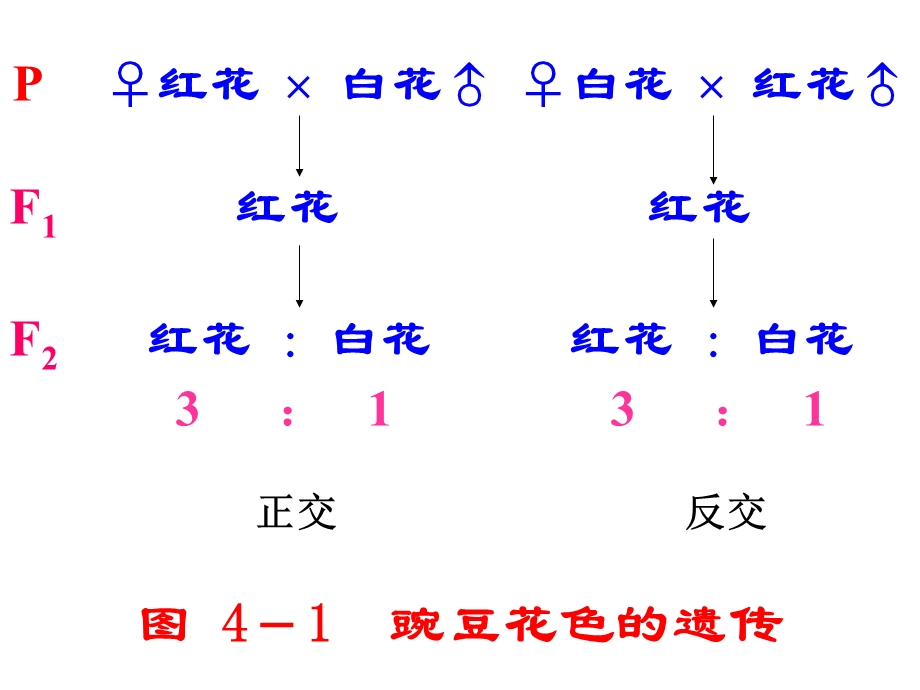 遗传学幻灯4.ppt_第3页