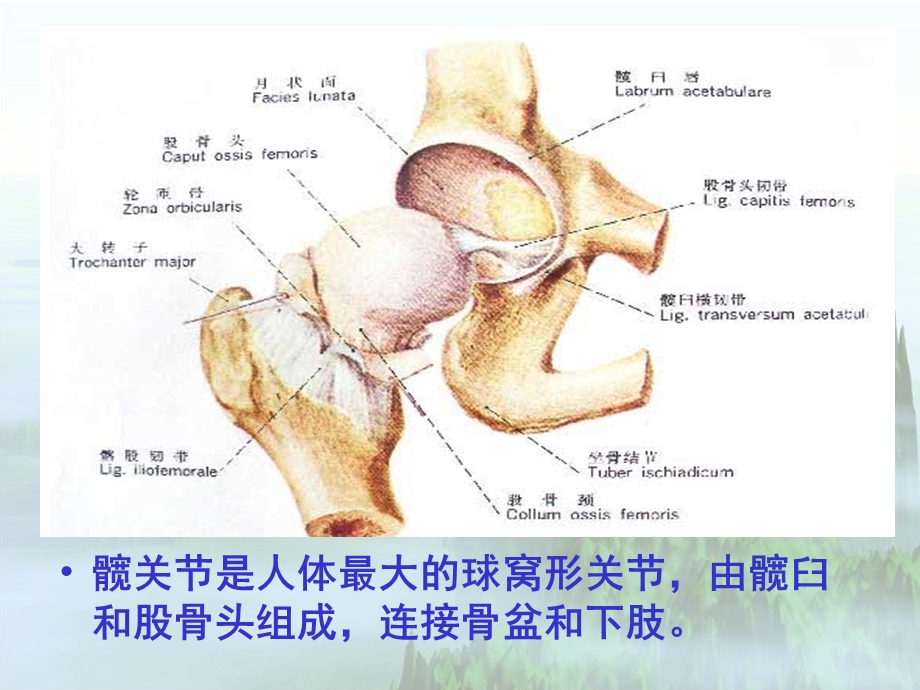 髋关节手术入路解剖学.ppt_第3页