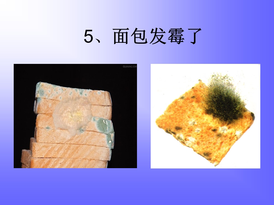 面包发霉了.ppt_第3页