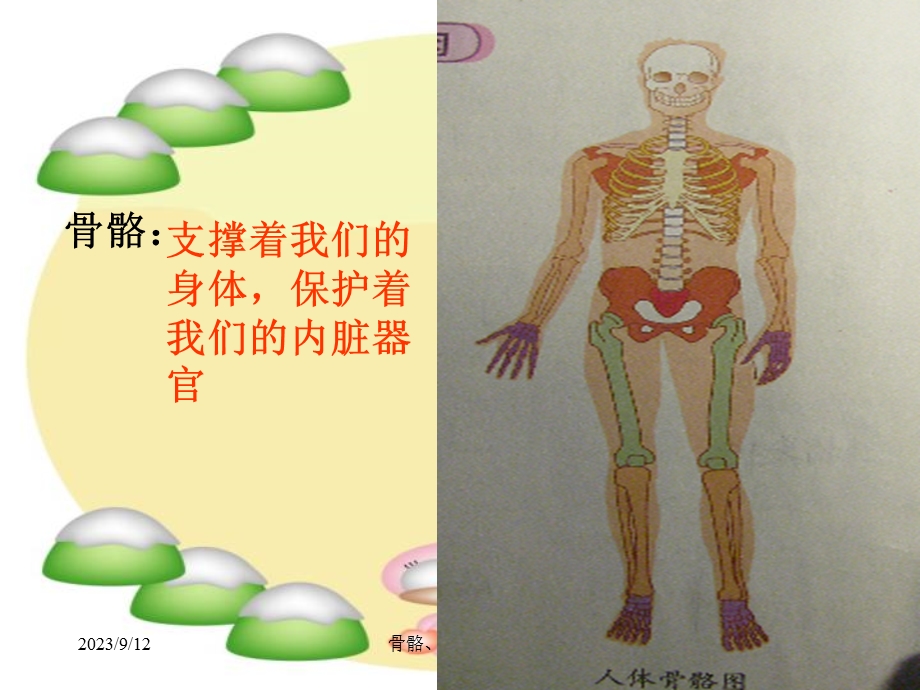 骨骼关节和肌肉课件.ppt_第2页