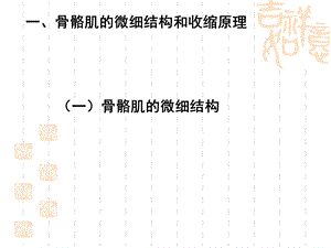 骨骼肌收缩的功能.ppt