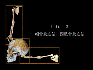 颅骨及连结四肢骨及连结.ppt