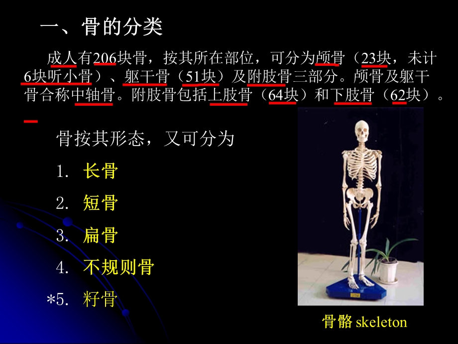 骨学与关节学总论.ppt_第3页