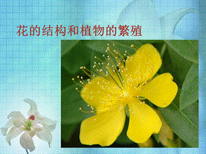 花的结构和植物的繁殖.ppt