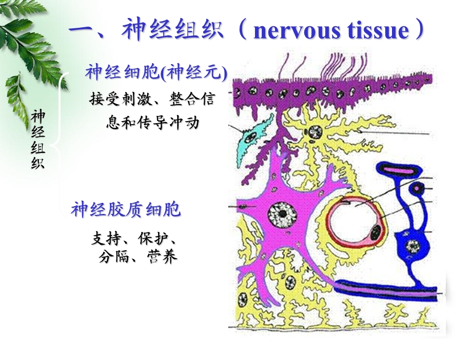 自制人体解剖生理学第三章神经元与神经冲动.ppt_第3页