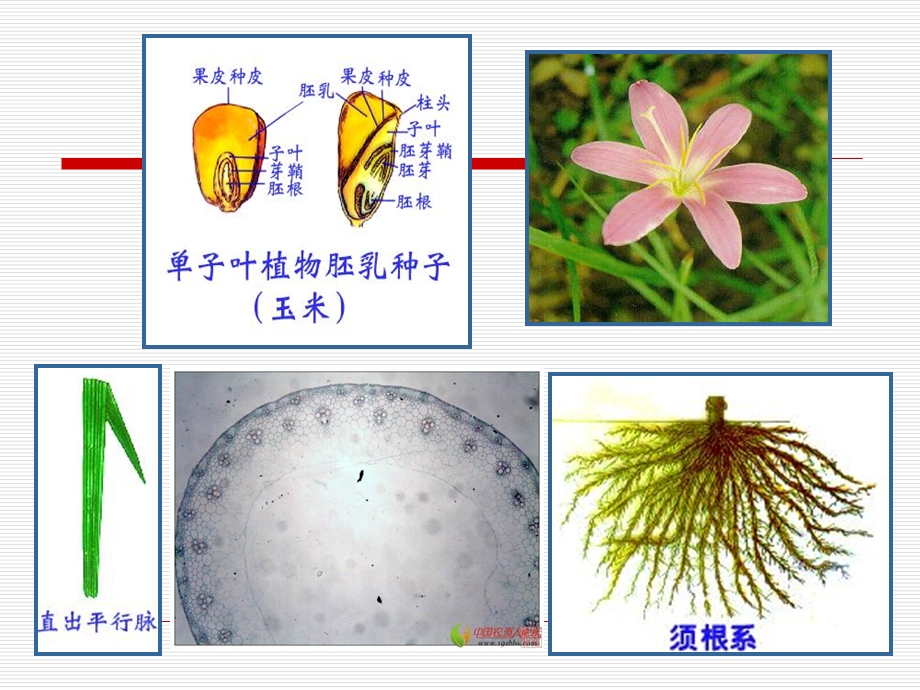 观赏植物学教学课件单双子叶植物的区别新版.ppt_第3页