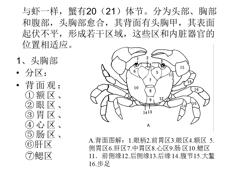 蟹形态构造的观察.ppt_第3页