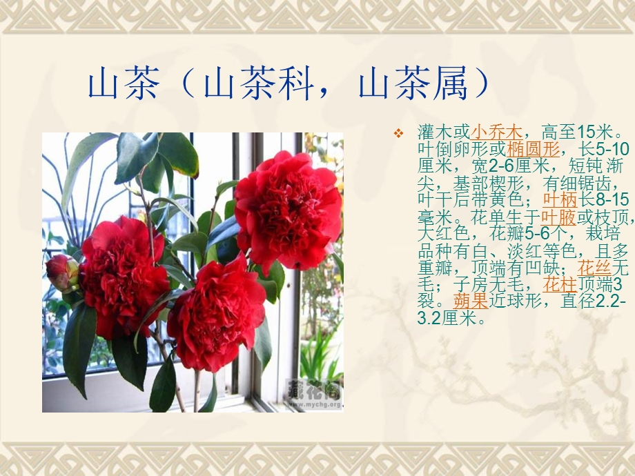 观赏植物栽培.ppt_第2页