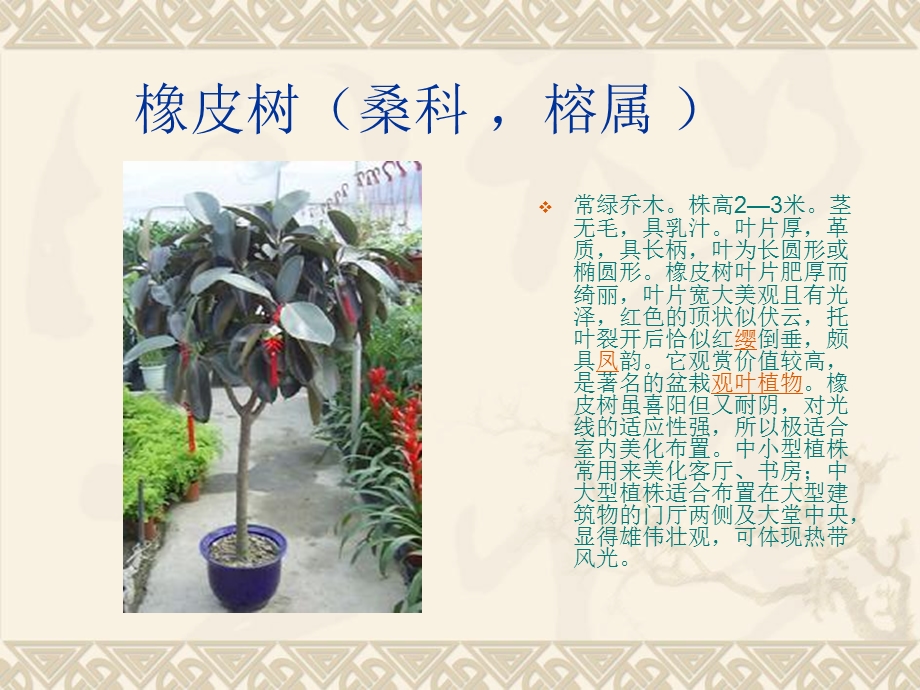 观赏植物栽培.ppt_第3页